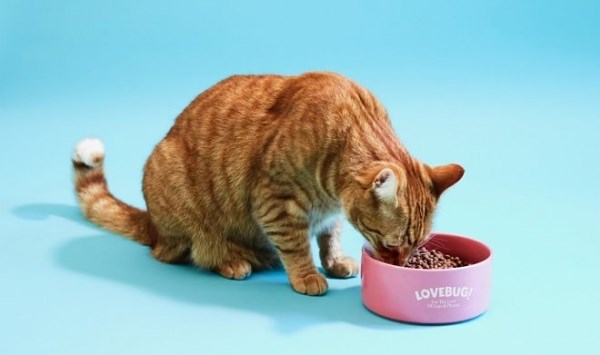 Британская компания Lovebug выпустила первый в стране кошачий корм из насекомых