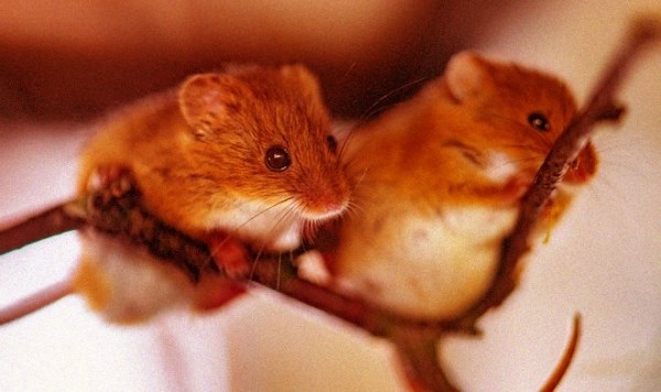 Мозговой имплант заставил мышей мгновенно подружиться между собой