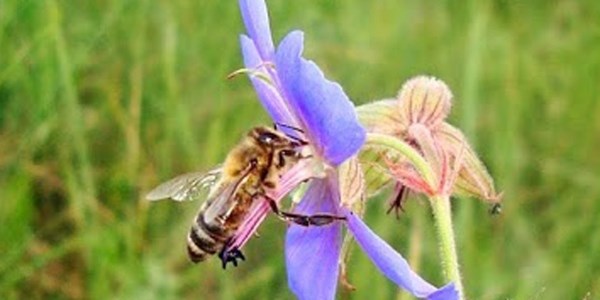 Ученые из Нидерландов научили пчел выявлять коронавирус