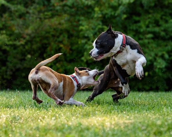 Учёные определили самых агрессивных собак