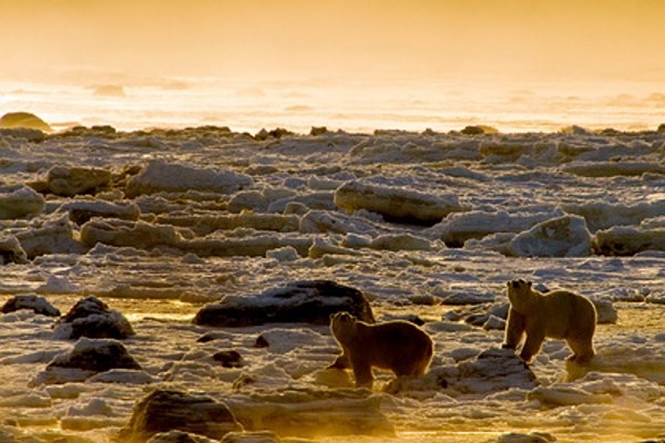 Белых медведей в Арктике пересчитают с воздуха