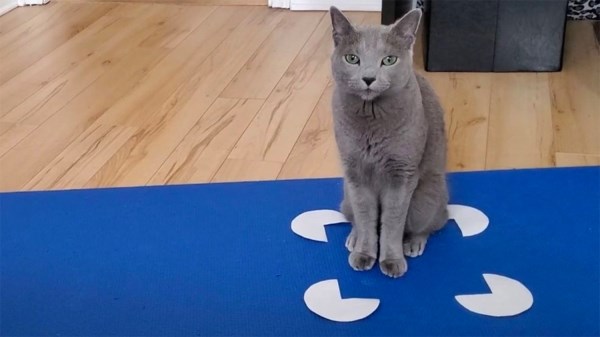 Кот в квадрате: зачем питомцы лезут в воображаемые коробки
